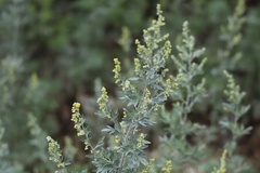 Artemisia absinthium