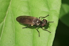 Eudioctria sackeni