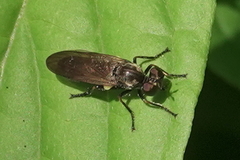 Eudioctria sackeni