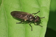 Eudioctria sackeni