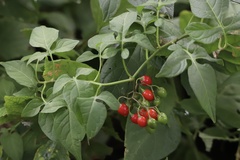 Solanum dulcamara