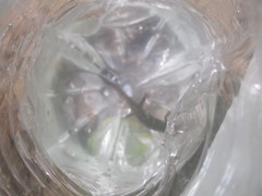 Desmognathus conanti