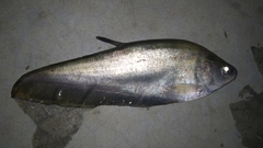 Notopterus notopterus