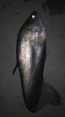 Notopterus notopterus