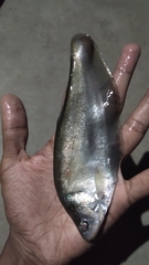 Notopterus notopterus