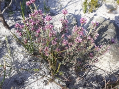 Amphithalea ericifolia ericifolia