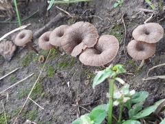 Entoloma rusticoides