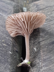 Entoloma rusticoides