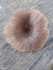 Entoloma rusticoides