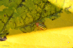 Disonycha quinquelineata