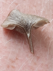 Entoloma rusticoides