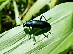Strongylium aurichalceum