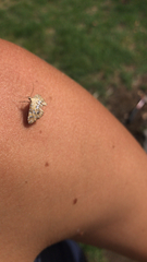 Elophila icciusalis