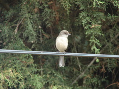 Melaenornis chocolatinus