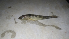 Glossogobius giuris