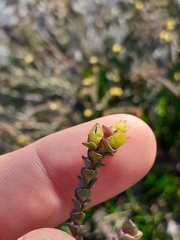 Stylapterus fruticulosus