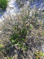 Stylapterus fruticulosus