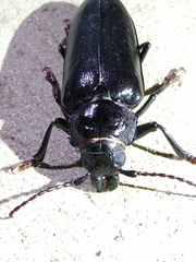 Archodontes melanopus