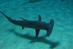 Great Hammerhead photo 3