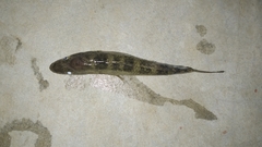 Glossogobius giuris