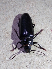 Archodontes melanopus