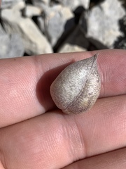 Astragalus platytropis