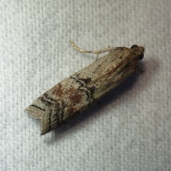 Anadelosemia condigna