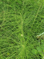 Equisetum telmateia