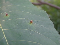 Caryomyia viscidolium