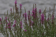 Lythrum salicaria