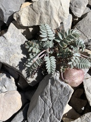 Astragalus platytropis