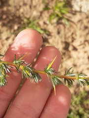 Aspalathus acanthophylla