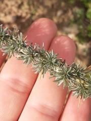 Aspalathus acanthophylla