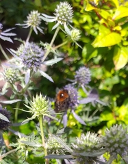Bombus hypnorum