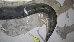 Mastacembelus armatus