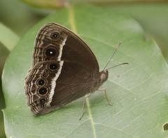 Mycalesis subdita