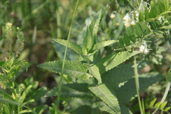 Nepeta sibirica