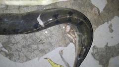 Mastacembelus armatus