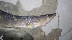 Mastacembelus armatus