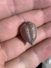 Astragalus platytropis