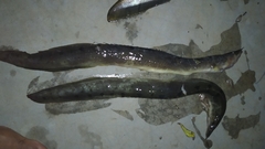 Mastacembelus armatus