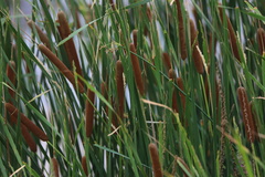 Typha
