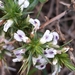 Muraltia ononidifolia - Photo (c) Brian du Preez, alguns direitos reservados (CC BY-SA), uploaded by Brian du Preez
