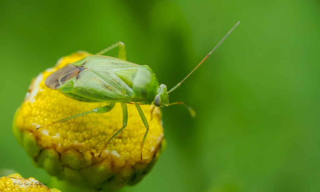 Apolygus lucorum