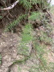 Asparagus cooperi