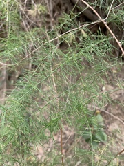 Asparagus cooperi
