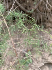 Asparagus cooperi
