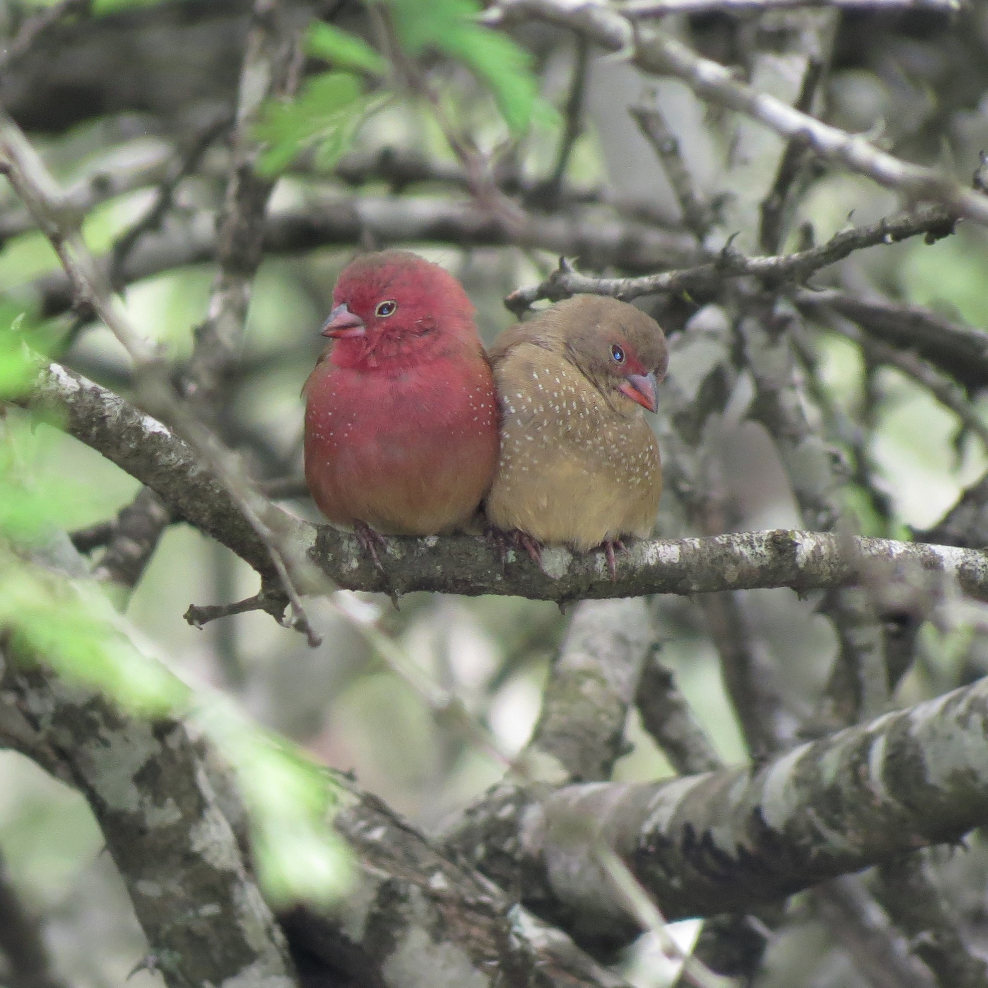 Red-billed Firefinch illustration
