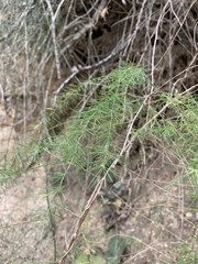 Asparagus cooperi