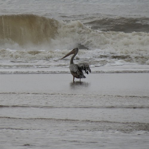 Pelícano rosado (Pelecanus rufescens)
